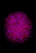 Generated Image